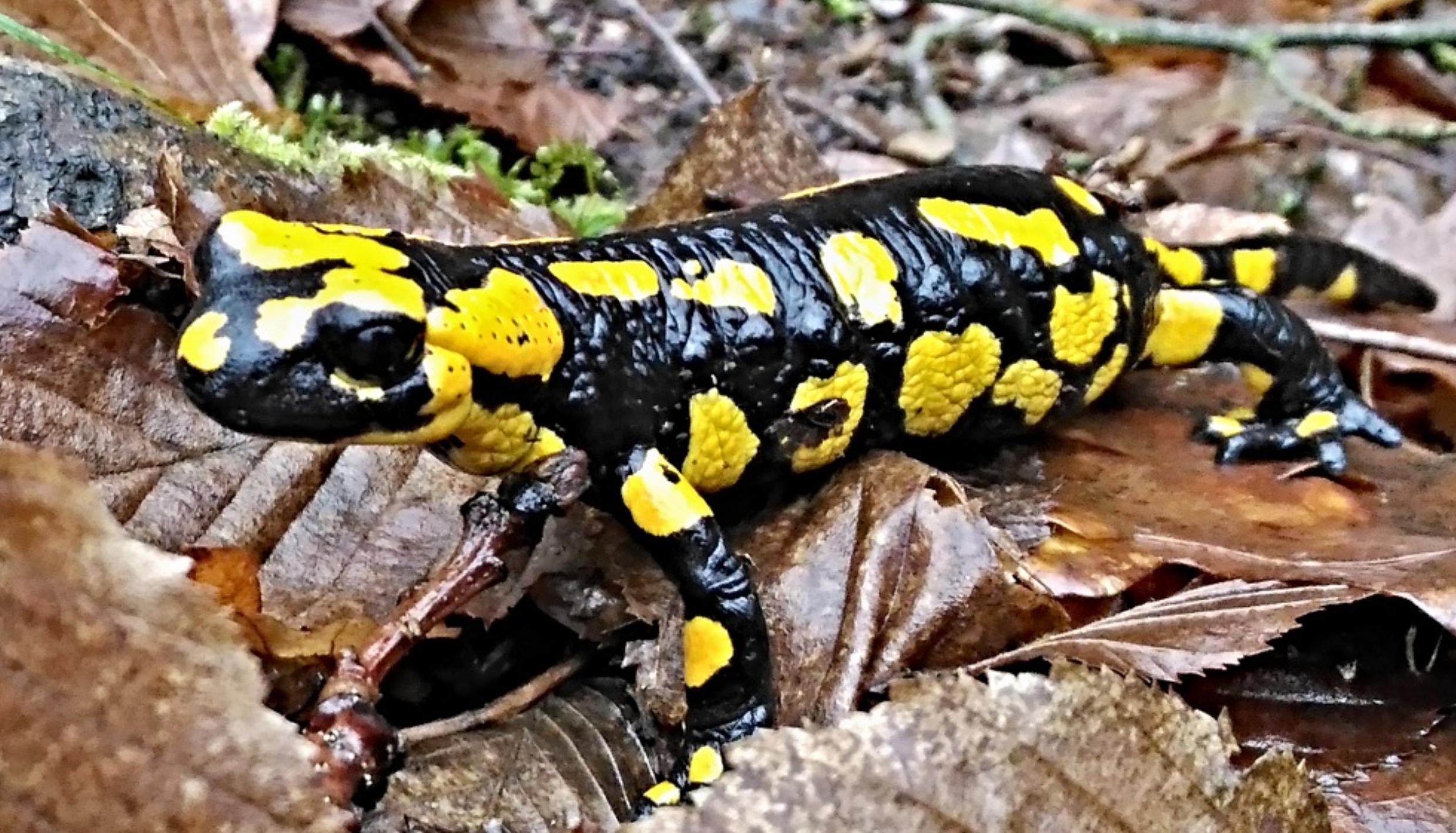 Mlok skvrnitý - Salamandra salamandra